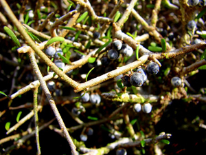 Melicytus Ripe Fruit