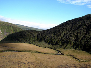 Melicytus Habitat