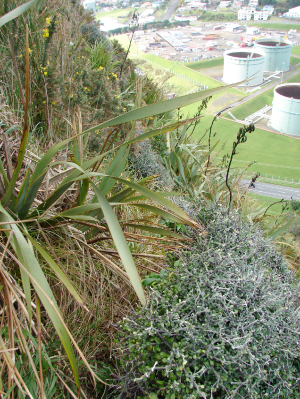 Paritutu korokio habitat