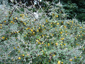 Yellow drupes