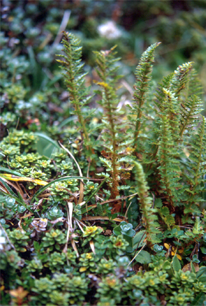 Alpine Shield Fern