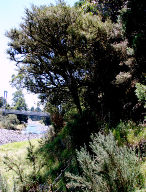Waters Scenic Reserve